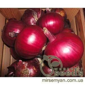 Цибуля "Монастріл" F1 250 000 насінин (Enza Zaden / Енза Заден)