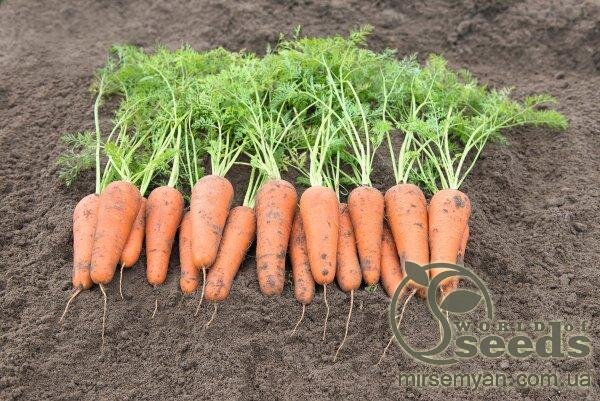 Морква Кесена F1 (2,2-2,4 мм) 100 000 с. Бейо (Bejo) Морква Кесена F1 (2,2-2,4 мм) 100 000 с. Бейо (Bejo)