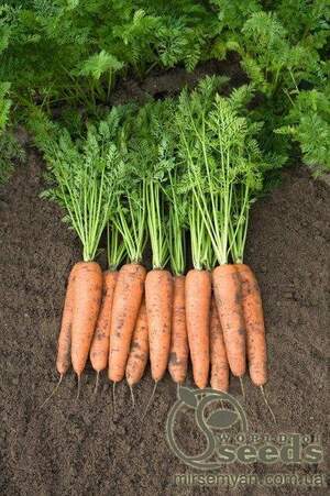 Морква "Белградо/Belgrado" F1 (2,0-2,2 мм) 100 000 с. Бейо (Bejo)