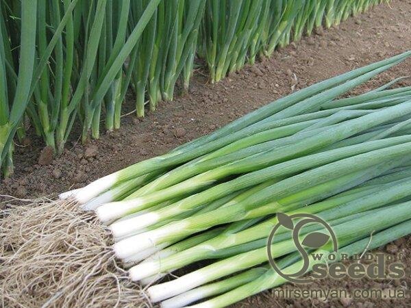 Цибуля "Кайгаро" F1 50000 насінин (Enza Zaden / Енза Заден) Цибуля "Кайгаро" F1 50000 насінин (Enza Zaden / Енза Заден)