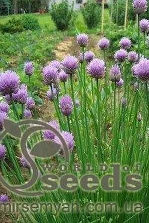 Цибуля шнит "Біггі" F1 50 000 насінин (Enza Zaden / Енза Заден)