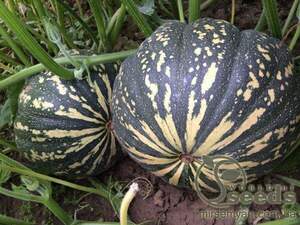 Гарбуз "Хоншу" F1 500 насінин (Enza Zaden / Енза Заден)