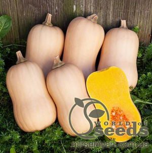 Гарбуз "Тіана" F1 500 насінин (Enza Zaden / Енза Заден)