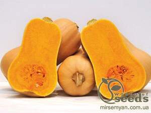 Гарбуз "Ханна" F1 500 насінин (Enza Zaden / Енза Заден)