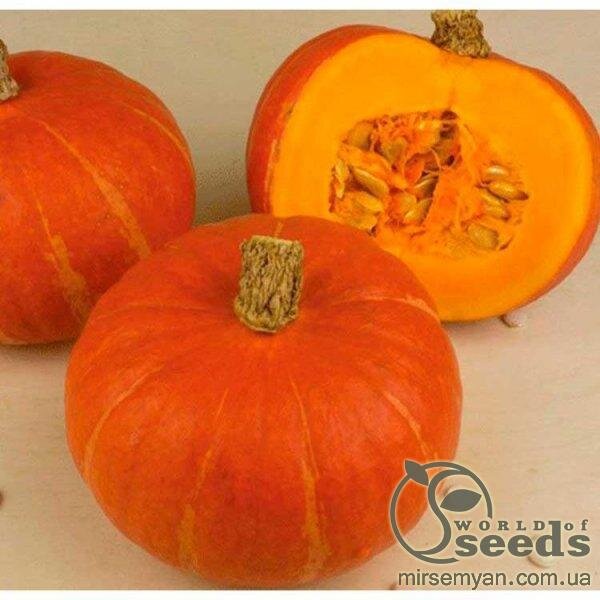 Гарбуз Гарбуз