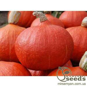 Гарбуз "Оранж Саммер" F1 500 насінин (Enza Zaden / Енза Заден)