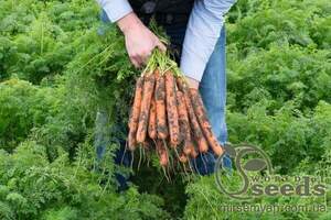 Морква "Нерак" F1 (2,2-2,4 мм) 100000 с. Бейо (Bejo)