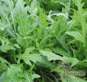 Рукола "Триція" 100000 с. (Enza Zaden / Енза Заден)