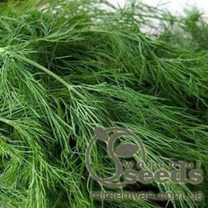 Кріп "Грін Слівс" 250 р. (Enza Zaden / Енза Заден)