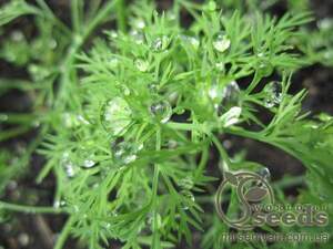 Кріп "Елла" 250 г. (Enza Zaden / Енза Заден)