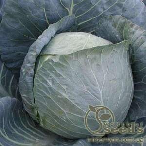 Капуста білокачанна середня "Браво" F1 2500 насінин, Клоз, (Clause) Капуста білокачанна середня "Браво" F1 2500 насінин, Клоз, (Clause)