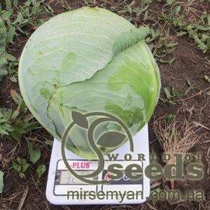 Капуста білокачанна середньопізня «Декуріон» F1 10 000 насінин, Клоз, (Clause)