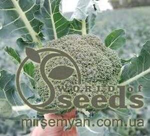 Капуста броколі "Корос" F1 2500 с. Клоз (Clause) Капуста броколі "Корос" F1 2500 с. Клоз (Clause)