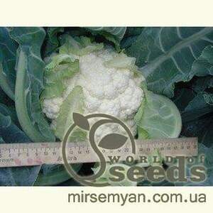 Капуста цвітна Наутілус F1 – 1000 с. Клоз (Clause) Капуста цвітна Наутілус F1 – 1000 с. Клоз (Clause)