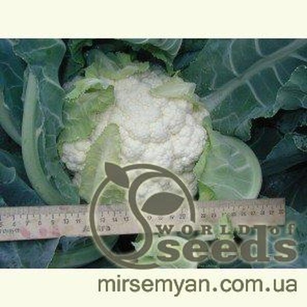 Капуста цвітна Наутілус F1 – 10 000 с. Клоз (Clause) Капуста цвітна Наутілус F1 – 10 000 с. Клоз (Clause)