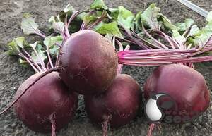 Буряк Камаро F1 5000 наc. (Hazera)