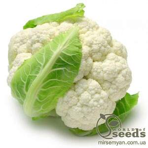 Капуста цвітна "Барселона" F1 – 2500 с. (Hazera)