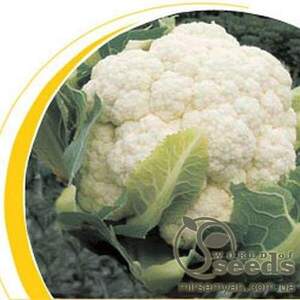 Капуста цвітна "Боділіс" F1 – 1000 с. (Hazera)