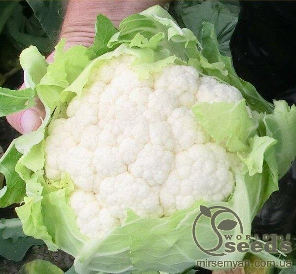 Капуста цвітна "Феррара" F1 – 2500 с. (Hazera) Капуста цвітна "Феррара" F1 – 2500 с. (Hazera)