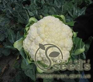 Капуста цвітна "Сеул" F1 – 2500 с. (Hazera)