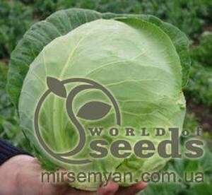 Капуста білокачанна (калібр.) "Балбро" F1 - 2500 с. (Hazera)