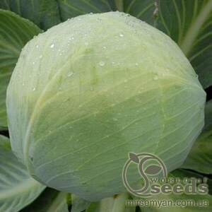 Капуста білокачанна "Золтан" F1 (NiZ 17-1265) – 2500 с. (Hazera)