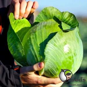 Капуста білокачанна "Золтан" F1 (NiZ 17-1265) калібр. – 10 000 с. (Hazera)