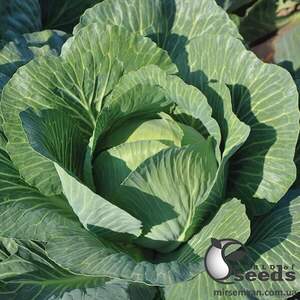 Капуста білокачанна "Золтан" F1 (NiZ 17-1265) калібр. – 10 000 с. (Hazera)