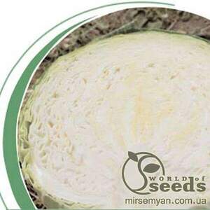 Капуста білокачанна "Ландіні" F1 - 2500 с. (Hazera)