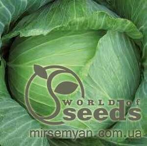 Капуста білокачанна "Бартон" F1 – 2500 с. (Hazera)