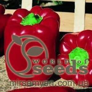 Перець Екла F1 - 500 насінин (Syngenta) Перець Екла F1 - 500 насінин (Syngenta)