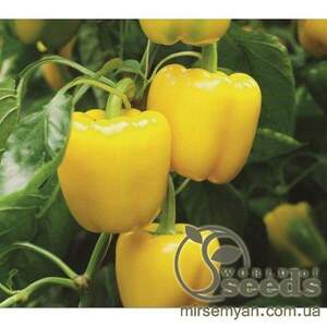 Перець Люмус F1 - 500 насінин (Syngenta) Перець Люмус F1 - 500 насінин (Syngenta)