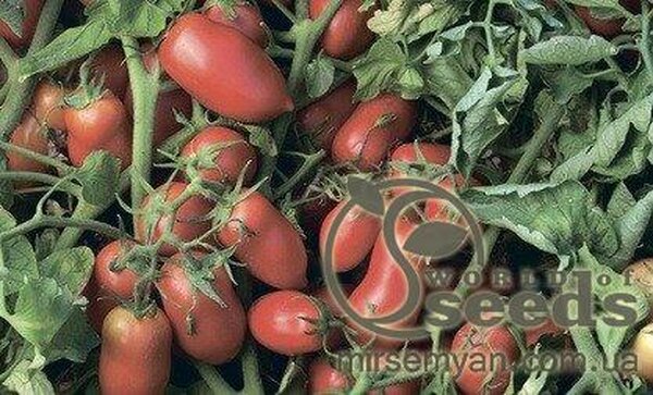 Томат Умекс F1 2500 насінин, Сингента, (Syngenta) Томат Умекс F1 2500 насінин, Сингента, (Syngenta)