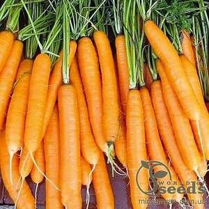Морква "Карвора F1/Carvora F1" 200 000 семена Семініс, (Seminis)