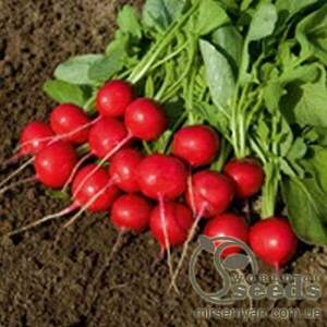 Редис "Ровер" 3 р. А Бейо (Bejo)