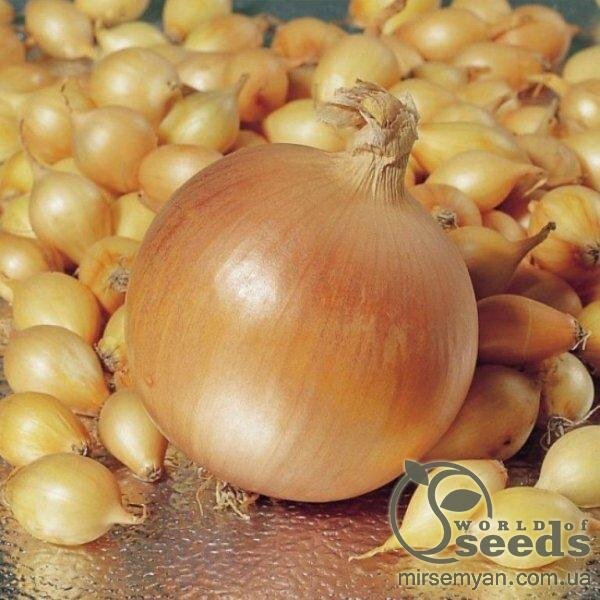 Цибуля саджанка Штутті / Shtutti 1 кг (Netherlands) Цибуля саджанка Штутті / Shtutti 1 кг (Netherlands)