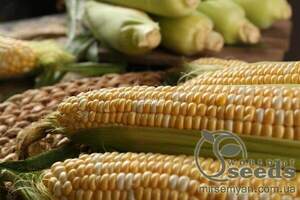 Кукурудза Ракель F1 5000 нас. (Clause) Кукурудза Ракель F1 5000 нас. (Clause)