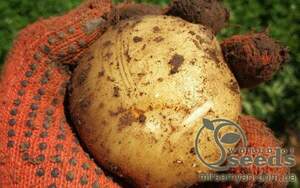 Насіннєвий сорт картоплі 