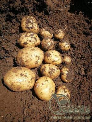 Насіннєвий сорт картоплі 