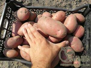 Насіннєвий сорт картоплі 