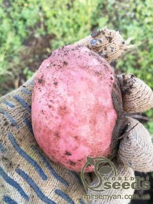 Насіннєвий сорт картоплі "Крістіна" 5кг (Голландія) Насіннєвий сорт картоплі "Крістіна" 5кг (Голландія)