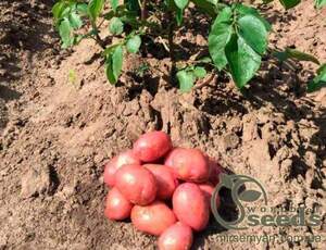 Насіннєвий сорт картоплі "Крістіна" 5кг (Голландія)