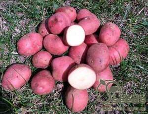 Насіннєвий сорт картоплі "Крістіна" 5кг (Голландія) Насіннєвий сорт картоплі "Крістіна" 5кг (Голландія)