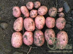 Насіннєвий сорт картоплі "Крістіна" 5кг (Голландія) Насіннєвий сорт картоплі "Крістіна" 5кг (Голландія)