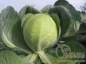 Капуста білокачанна "Гілсон" Прайм! F1 – 2500 с. (Hazera)