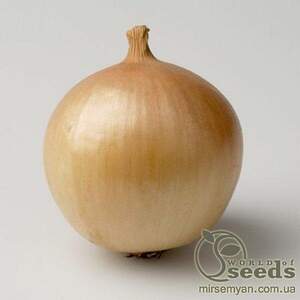 Насіння цибулі "Франциско" F1 - 250 000 сем.(HAZERA)