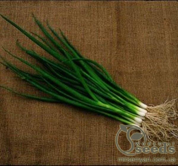 Цибуля на перо "Савел" F1 50000 насінин (HAZERA) Цибуля на перо "Савел" F1 50000 насінин (HAZERA)