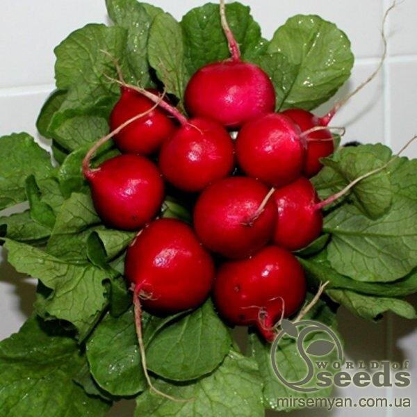 Редис Редис