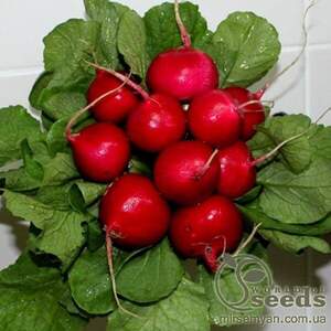 Редис "Дієго" F1 25 000 сем.. (HAZERA)