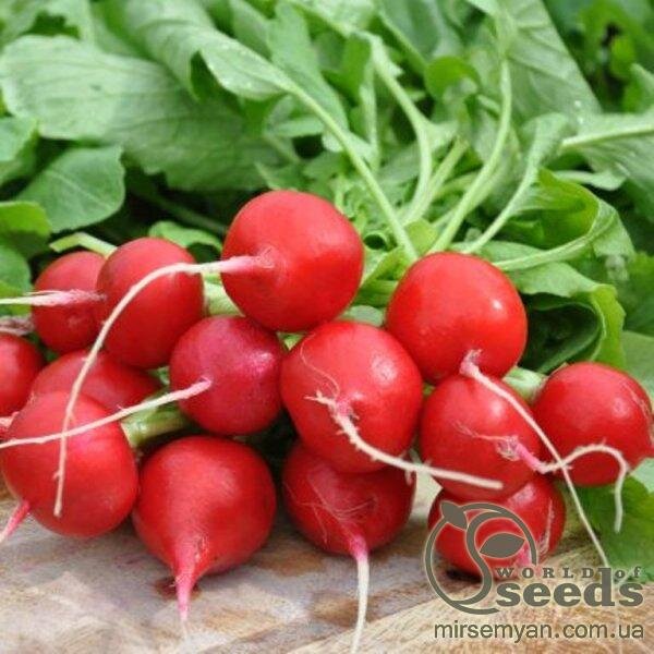 Редис "Шахрі" F1 250 гр. (HAZERA) Редис "Шахрі" F1 250 гр. (HAZERA)